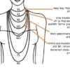 necklace sizing chart